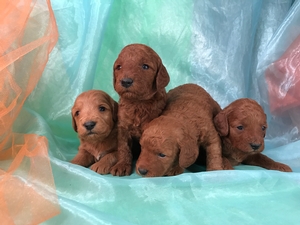 Dark Red Miniature Goldendoodle Puppies for Sale, Iowa Breeders!